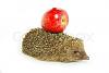 Kliknij obrazek, aby uzyskać większą wersję

Nazwa:	4371572-725879-hedgehog-and-apple.jpg
Wyświetleń:	44
Rozmiar:	75.4 KB
ID:	69249