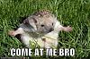 Kliknij obrazek, aby uzyskać większą wersję

Nazwa:	come-at-me-bro-hedgehog.jpg
Wyświetleń:	58
Rozmiar:	49.2 KB
ID:	80554