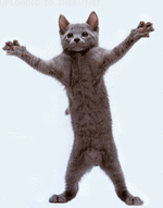 dancing cat 3