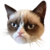 grumpy cat 2